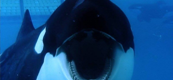 Blackfish dives onto VOD and DVD this August