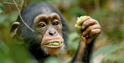 Disney Chimpanzee watch online film review