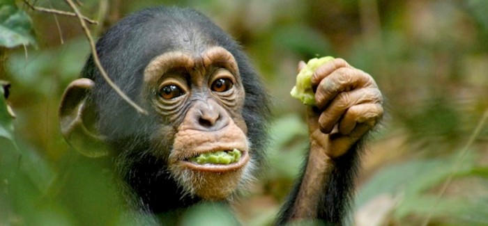 VOD film review: Chimpanzee (Disney Nature)