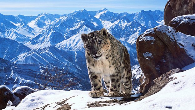 Planet Earth II and Thirteen top iPlayer’s most popular shows of 2016