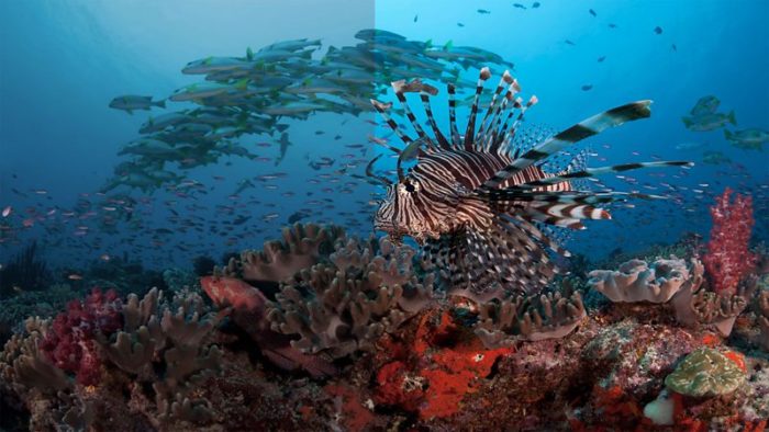 BBC iPlayer to stream Blue Planet II in Ultra HD and HDR