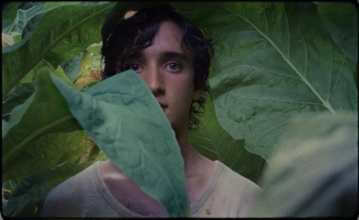 Netflix acquires Cannes winners Happy As Lazzaro and Girl