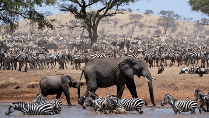 John Boyega to narrate BBC series Serengeti